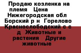 Продаю козленка на племя › Цена ­ 1 500 - Нижегородская обл., Борский р-н, Горелово (Краснослободский с/с) д. Животные и растения » Другие животные   
